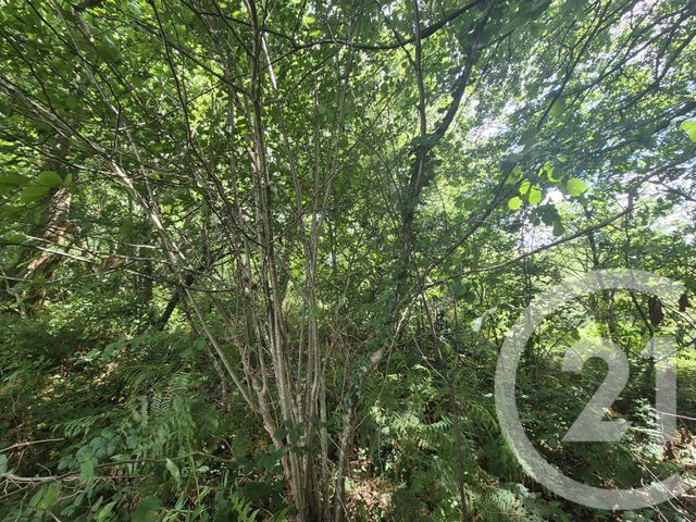 terrain à vendre - 50595.0 m2 - SALIES DE BEARN - 64 - AQUITAINE - Century 21 Agence Du Pont - Vieux