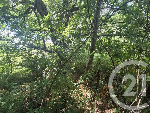 terrain à vendre - 50595.0 m2 - SALIES DE BEARN - 64 - AQUITAINE - Century 21 Agence Du Pont - Vieux